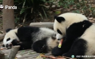 夺笋高手，夺笋高手破解版无限钻石无限金币
